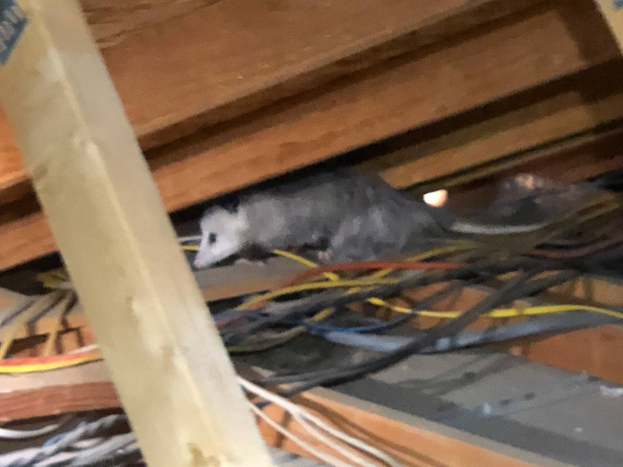 Rodent in someone's attic