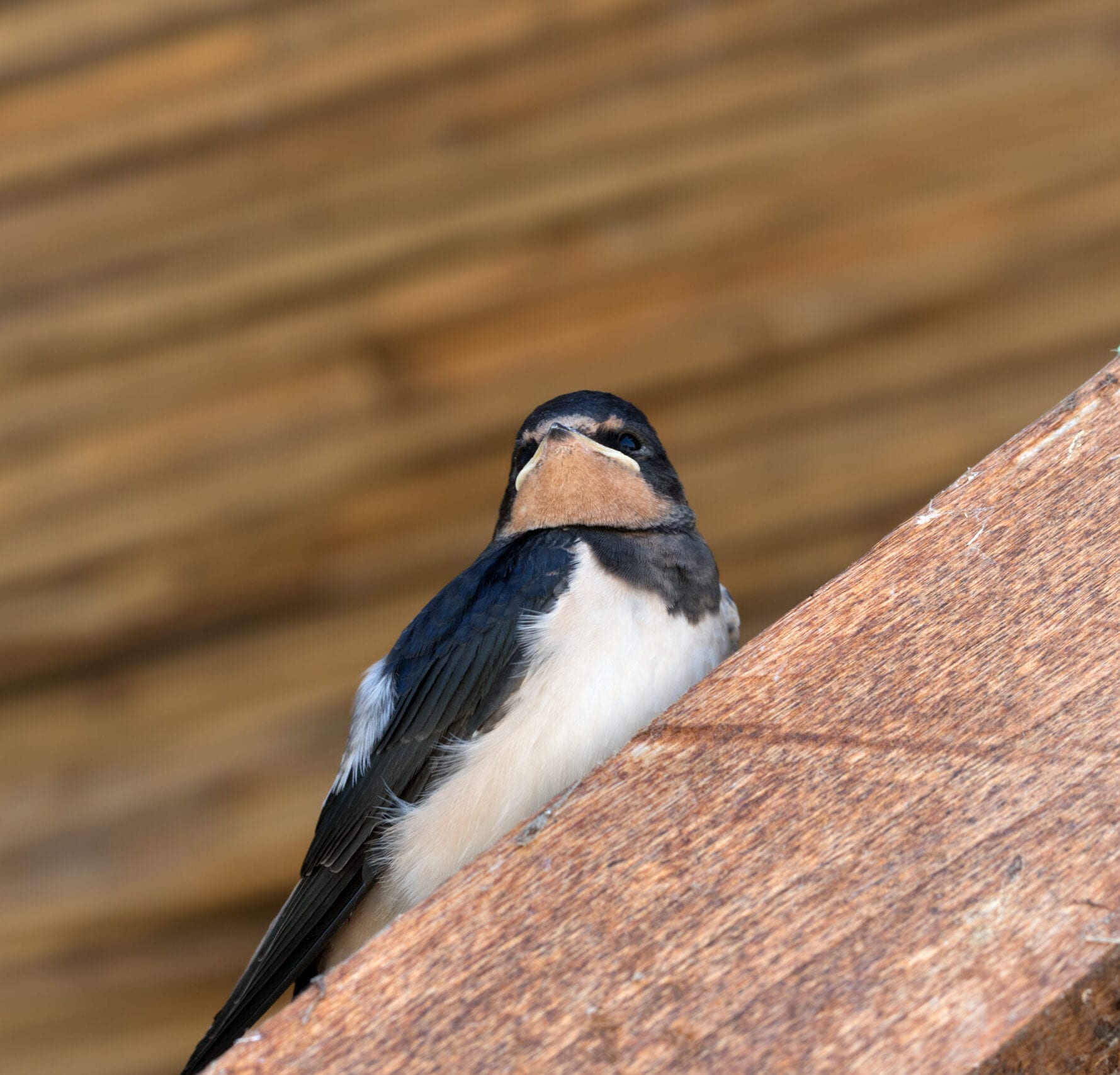 Baby bird of swallow sits on wooden beam under roof after nesting in the attic