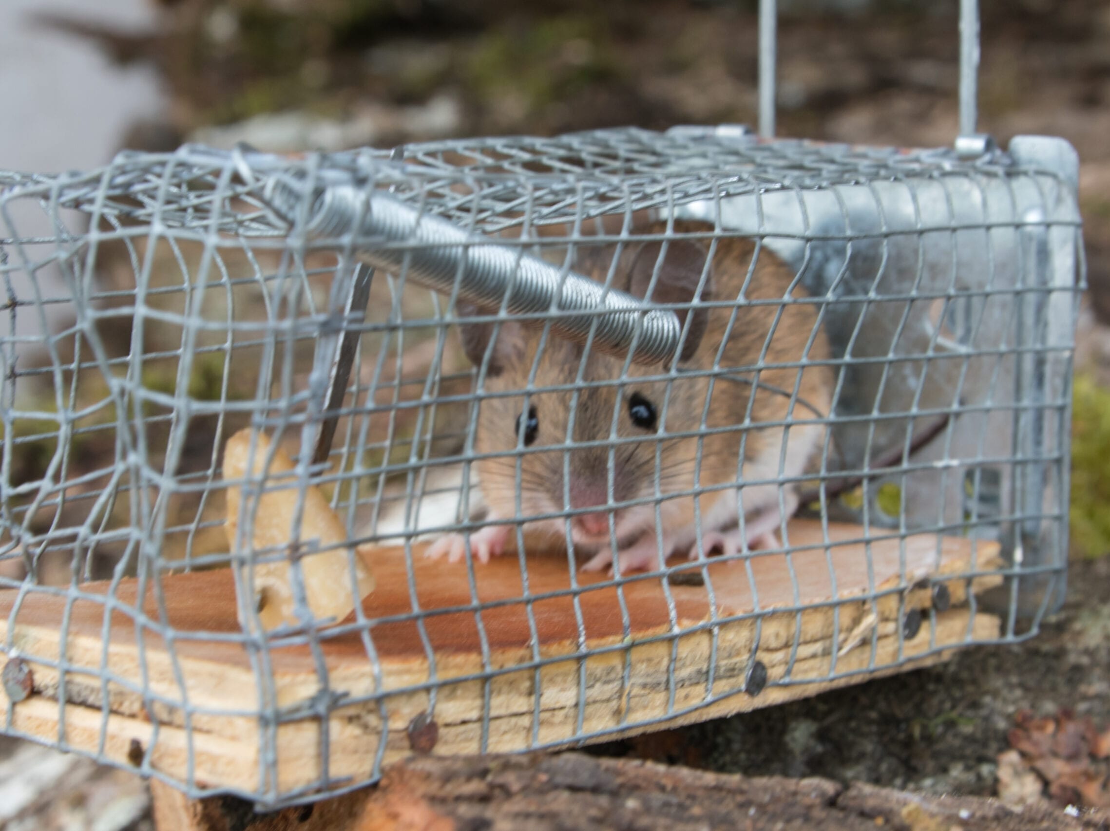 rodent trapped in a cage