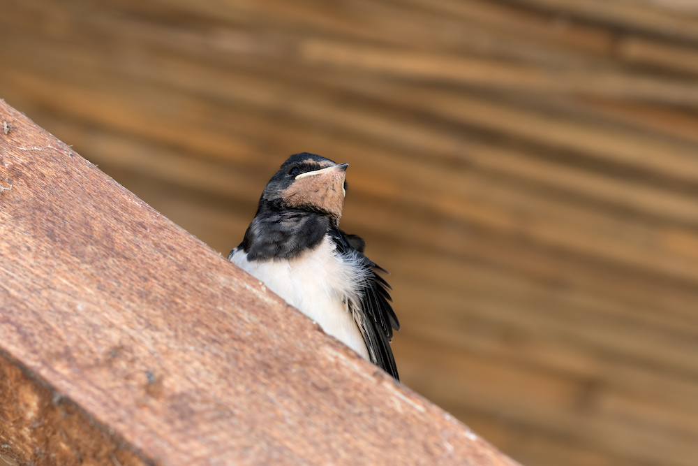 Baby bird of swallow sits on sunlit wooden beam under roof getting into attic where it needs to be removed