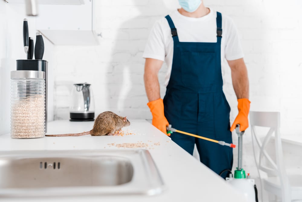 rodent proofing is a permanent solution