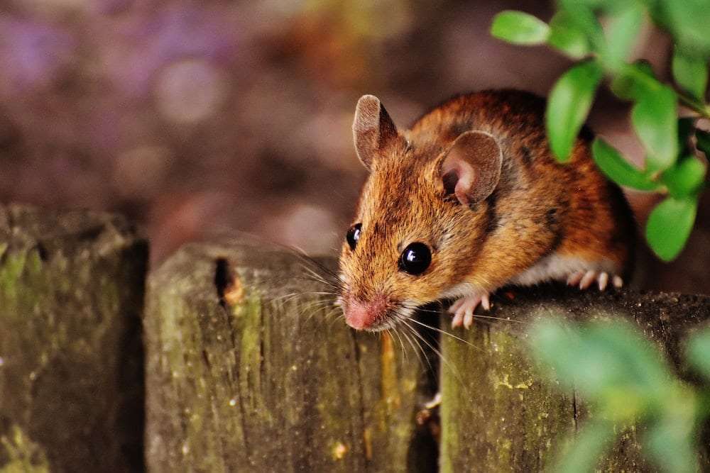 should you be worried about hantavirus