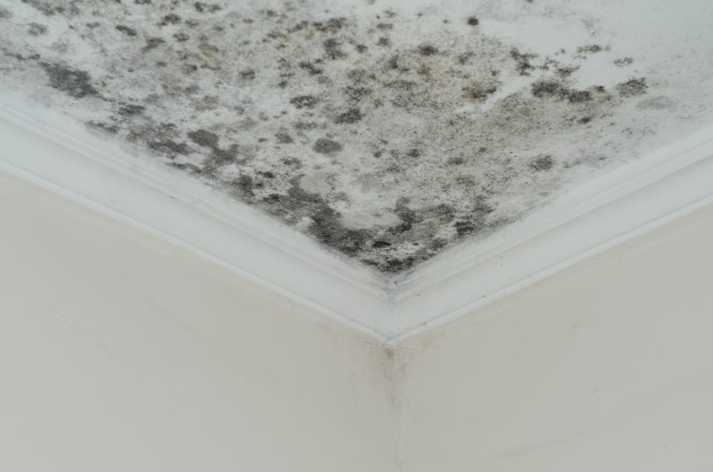 mold growing in your home from your attic