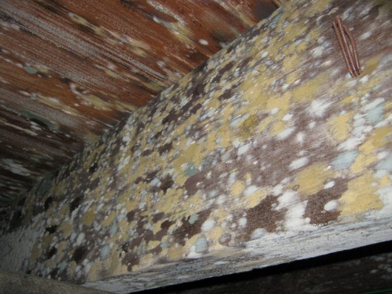 Photo of Mold on Beam in Crawl Space