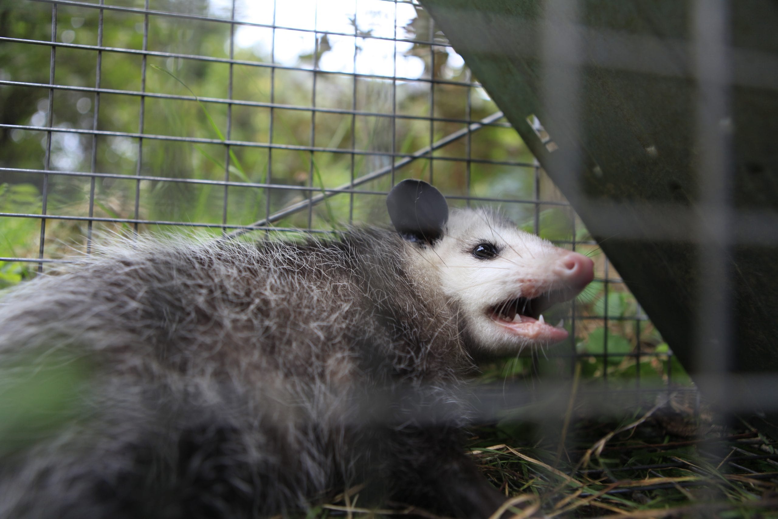 Opossum in cage after being caught by humane trap meant to catch Raccoon damaging house. The possum was released