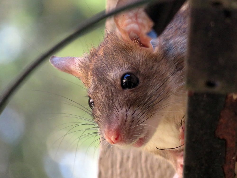 rodent proofing to prevent hantavirus