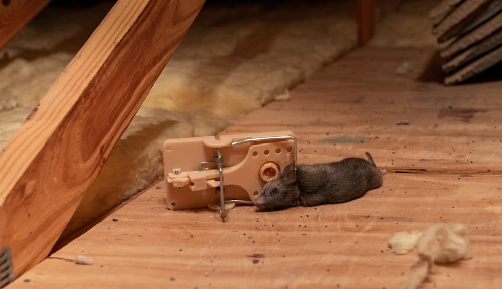 Dead rat caught in exterminator snap mouse trap. Pest and rodent removal service.
